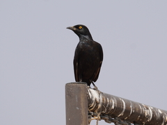 Onychognathus nabouroup