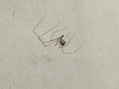 Crossopriza lyoni