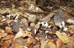Fungi
