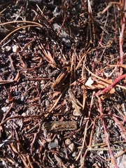 Chorthippus biguttulus