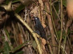 Myrmelastes hyperythrus