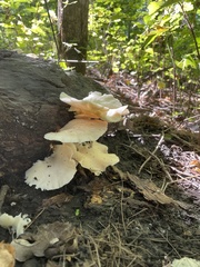 Pleurotus pulmonarius