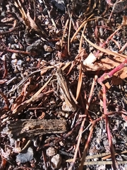 Chorthippus biguttulus