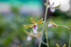 Eulophia graminea