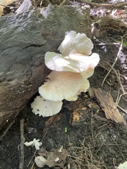 Pleurotus pulmonarius