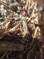 Chorthippus biguttulus