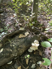 Pleurotus pulmonarius