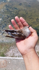 Calidris subminuta