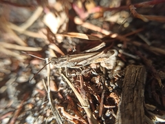 Chorthippus biguttulus