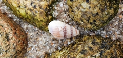Tritia reticulata