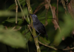 Myrmelastes hyperythrus