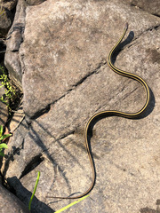 Thamnophis saurita septentrionalis