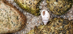 Tritia reticulata