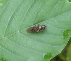 Brachycera