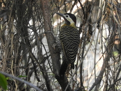 Colaptes melanochloros