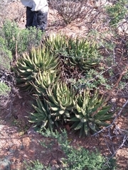 Aloe melanacantha