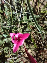 Hesperantha pauciflora