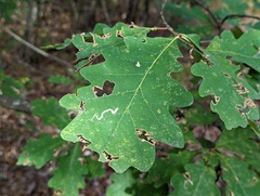 Stigmella quercipulchella