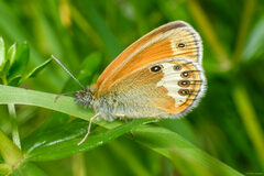 Coenonympha arcania