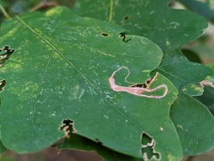 Stigmella quercipulchella