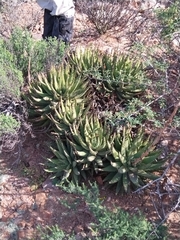 Aloe melanacantha