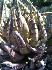 Aloe melanacantha