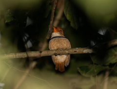 Bucco capensis