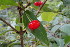 Lonicera alpigena