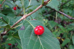 Lonicera alpigena