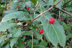 Lonicera alpigena
