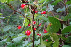 Ribes rubrum