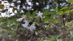Abelia