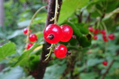 Ribes rubrum