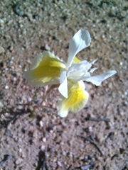 Iridaceae