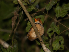 Bucco capensis