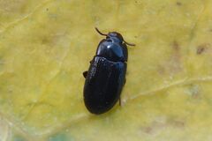 Alphitobius diaperinus