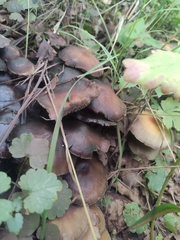 Lyophyllum decastes