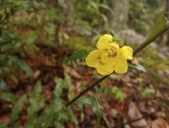 Aureolaria levigata