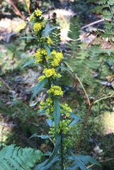 Solidago puberula