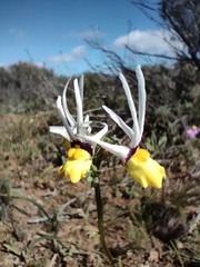 Nemesia cheiranthus