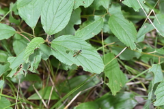 Campopleginae