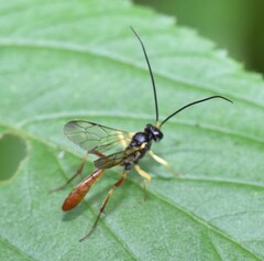 Campopleginae