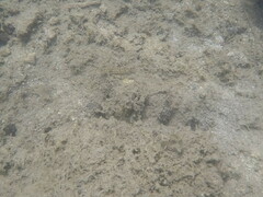 Coryphopterus punctipectophorus