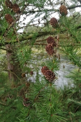 Larix decidua