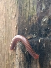 Trigoniulus corallinus