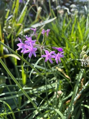 Tulbaghia