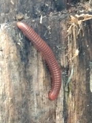 Trigoniulus corallinus