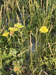 Oenothera drummondii