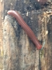 Trigoniulus corallinus