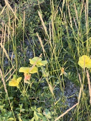 Oenothera drummondii
